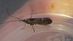 Limnephilus sparsus