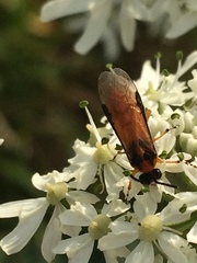 Athalia rosae