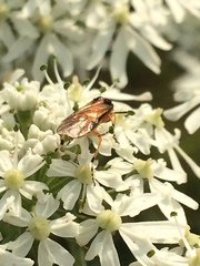 Athalia rosae