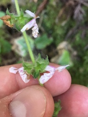 Stachys rigida