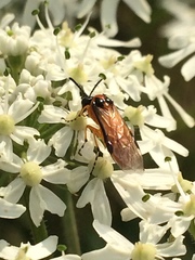 Athalia rosae