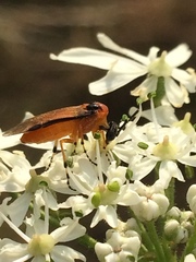 Athalia rosae