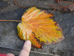 Acer davidii