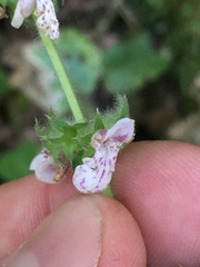 Stachys rigida