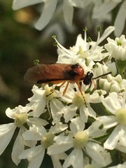 Athalia rosae