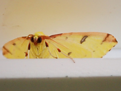 Opisthograptis luteolata