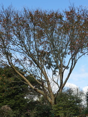 Acer davidii