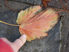 Acer davidii