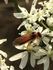 Athalia rosae