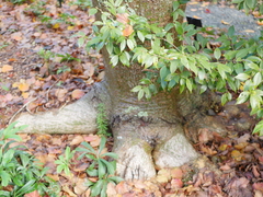 Acer davidii