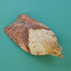 Epiphyas postvittana