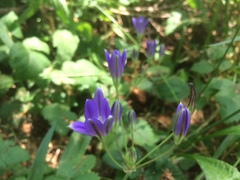 Brodiaea elegans elegans