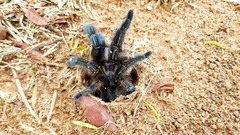 Ceratogyrus dolichocephalus