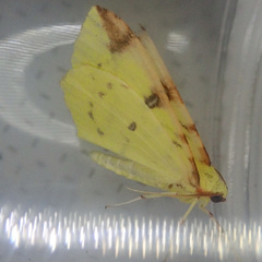 Opisthograptis luteolata