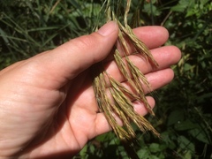 Bromus laevipes
