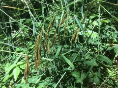 Bromus laevipes