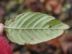Camptotheca acuminata