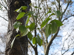 Camptotheca acuminata