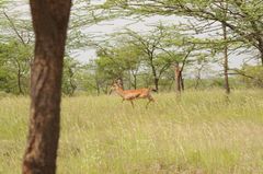 Gazella bennettii