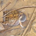 Physalaemus kroyeri - Photo (c) Frederico Acaz Sonntag, some rights reserved (CC BY-NC), uploaded by Frederico Acaz Sonntag