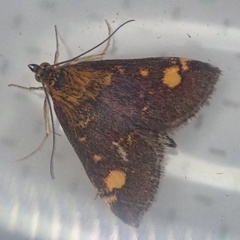 Pyrausta aurata