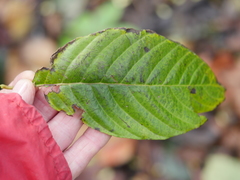 Camptotheca acuminata