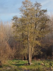 Alnus lusitanica