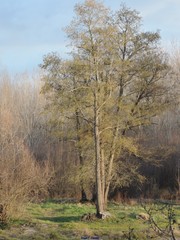 Alnus lusitanica