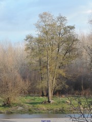 Alnus lusitanica