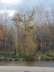 Alnus lusitanica