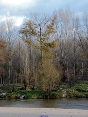 Alnus lusitanica