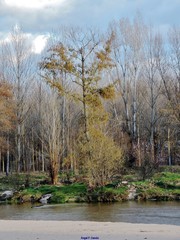 Alnus lusitanica