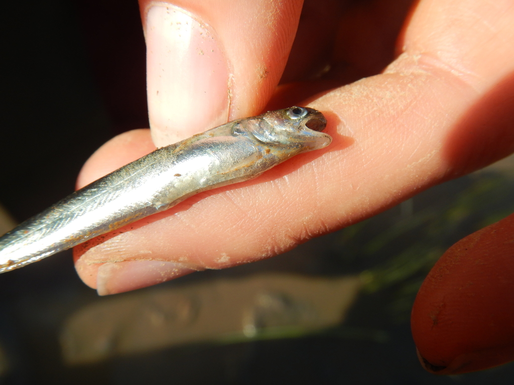 Fourbeard rockling (Enchelyopus cimbrius) — Lotidae