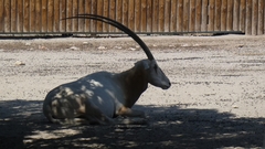 Oryx dammah