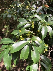 Euonymus carnosus