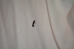 Crossocerus