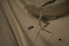 Crossocerus