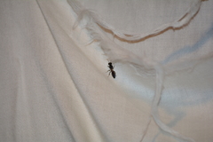 Crossocerus