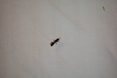 Crossocerus