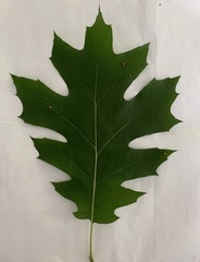 Quercus rubra