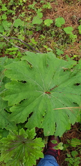 Psacalium peltatum
