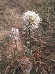 Allium ericetorum