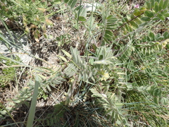 Astragalus exscapus