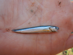 Enchelyopus cimbrius