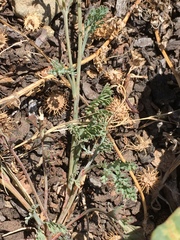 Eschscholzia californica maritima
