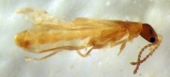 Malthodes parvulus