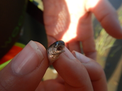 Enchelyopus cimbrius