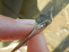 Enchelyopus cimbrius