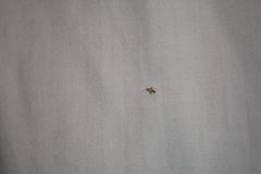 Compsidolon salicellum