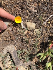 Eschscholzia californica maritima